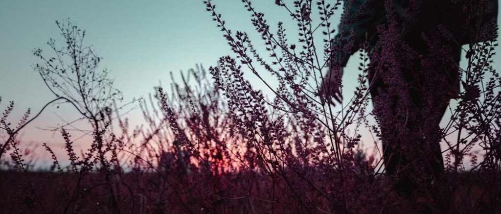 दु:खाबद्दल सांत्वनपर लबाड्या