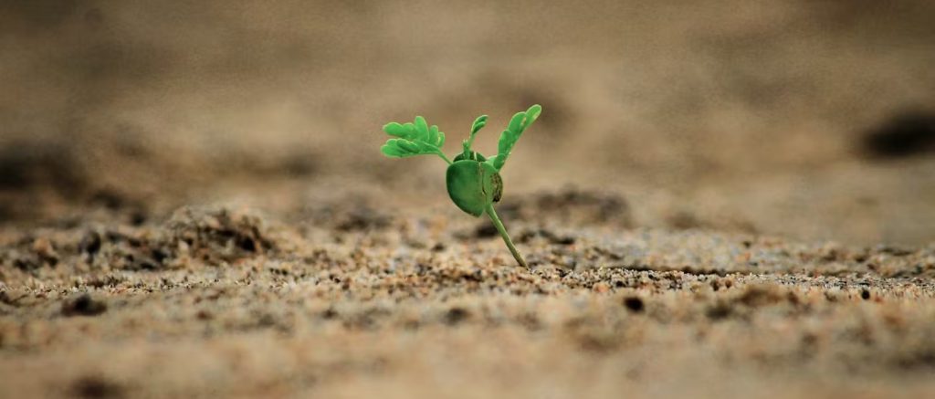 कोणालाही न परवडणारी बिजे